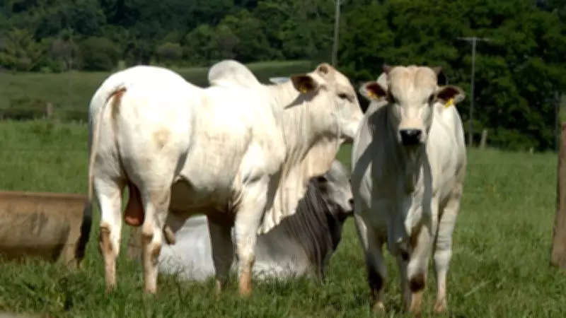 Terminação Intensiva a Pasto cresce 300% e revoluciona pecuária brasileira