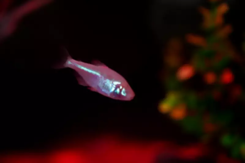 Tetra-cego: peixe que nasce com olhos mas perde o órgão em Balneário Camboriú