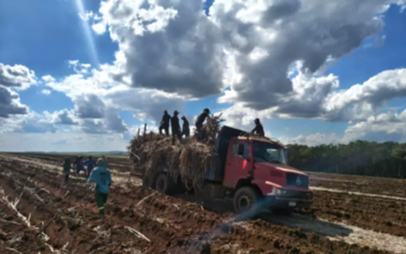 Trabalhadores resgatados em condições análogas à escravidão em fazenda de cana em Batatais, SP
