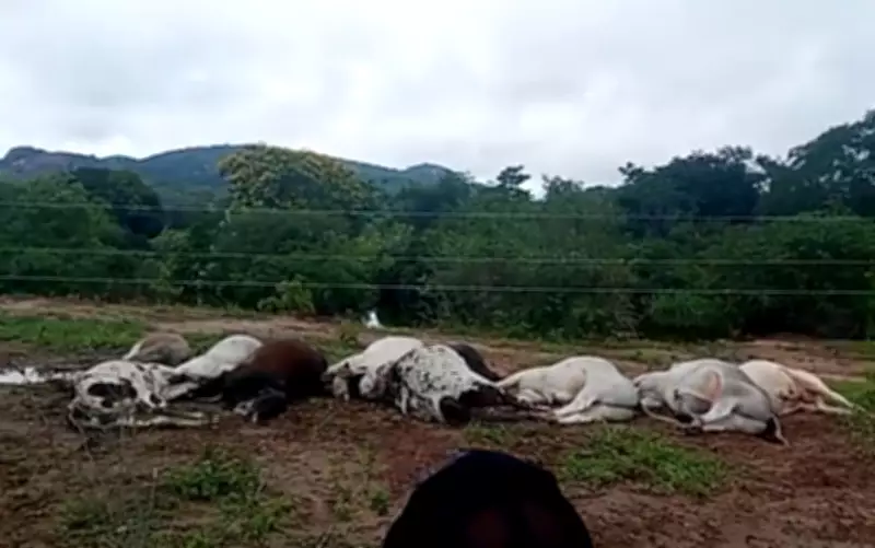 Tragédia Rural: 13 Bois Morrem Eletrocutados em Iaçu Após Contato com Fiação