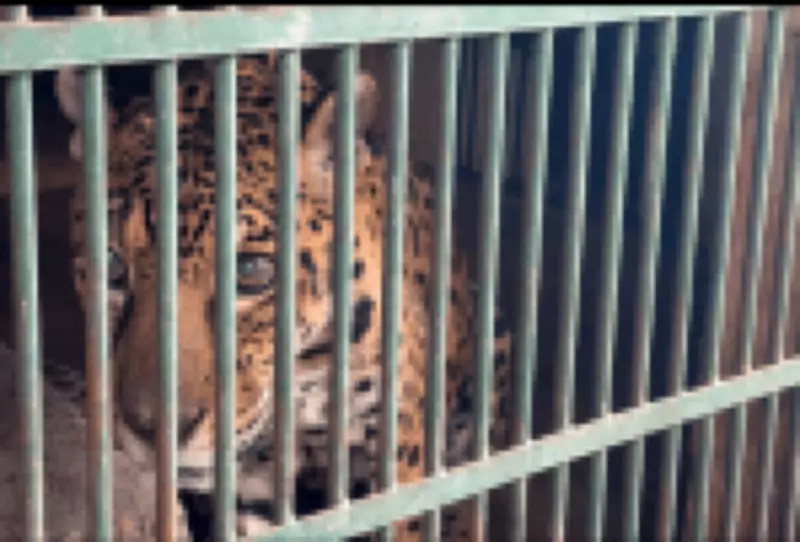 Transfusão de sangue inédita salva onça-pintada no Brasil, marcando avanço na veterinária