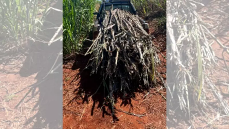 Três homens são presos em flagrante por furto de uma tonelada de cana-de-açúcar em Jaú