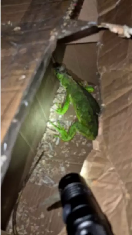 Três pessoas presas por transporte ilegal de macaco-prego e iguana na Via Dutra