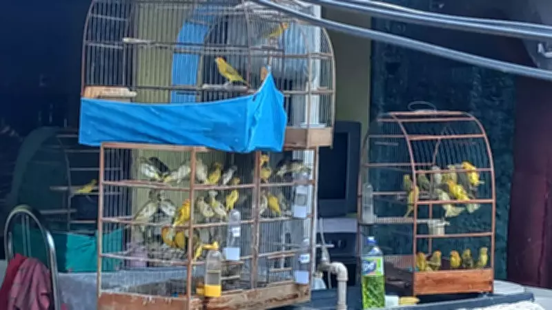 Três pássaros silvestres morrem após venda ilegal na internet em Rio Preto