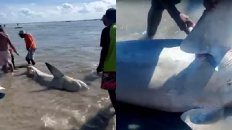 Tubarão-cabeça-chata é retirado do mar e mutilado por pescadores na Praia do Paiva, PE