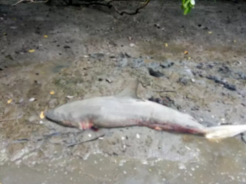 Tubarão é encontrado morto em área de pesca de São Cristóvão por marisqueira