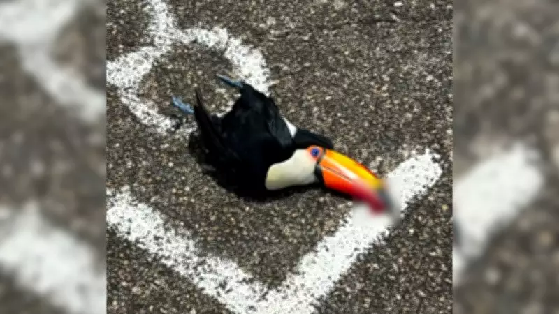 Tucano-toco jovem é atropelado por carro em Jundiaí e recebe cuidados especiais