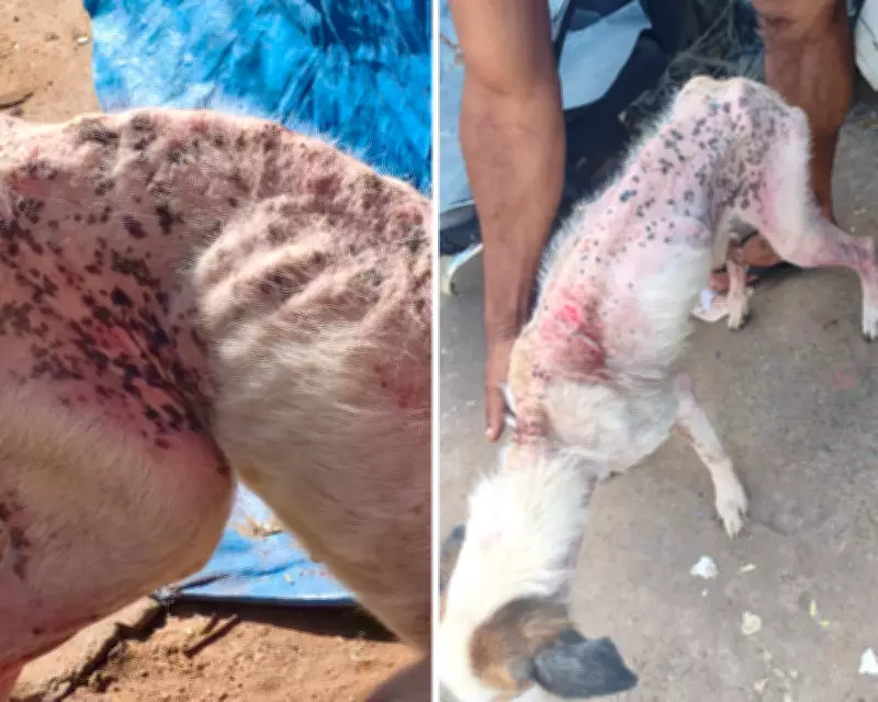 Tutor é preso por maus-tratos a cão Bethoven resgatado em situação de abandono em Rio Claro