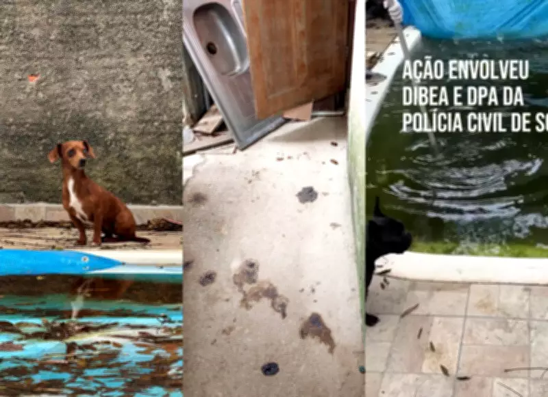 Tutora é presa após cinco cachorros mortos serem encontrados em casa em Florianópolis