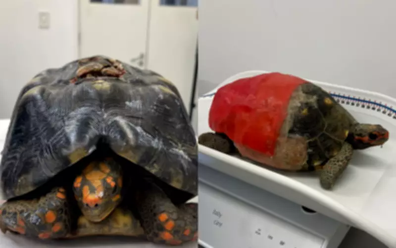 UFS cria técnica 90% mais barata para reconstruir cascos de jabutis feridos