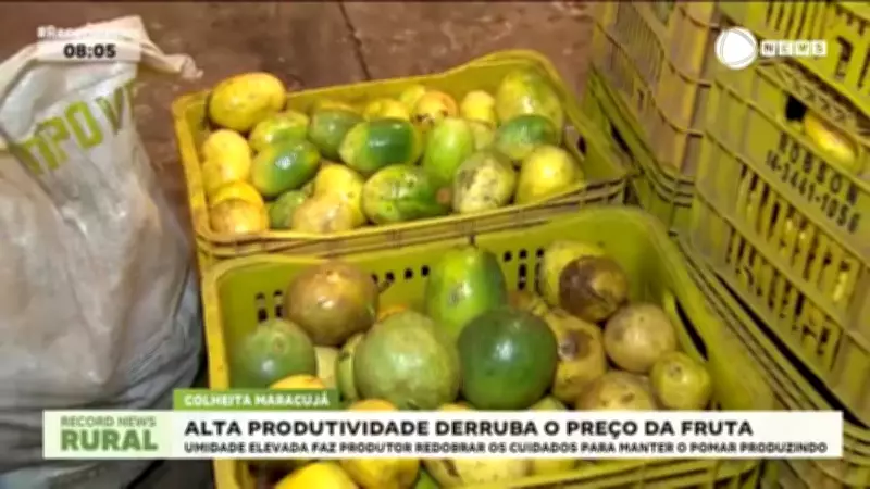 Umidade Elevada Exige Cuidados Extras dos Produtores de Maracujá no Brasil