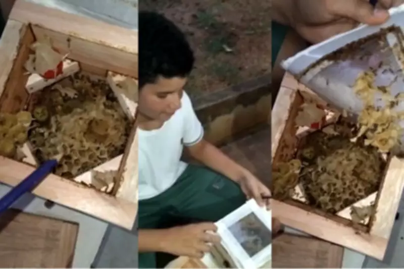 Universidade do Paraná incentiva criação de abelhas nativas sem ferrão como pets sustentáveis