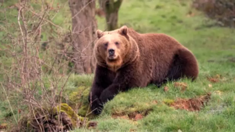 Ursos-pardos despertam da hibernação em zoológico do Reino Unido após três meses