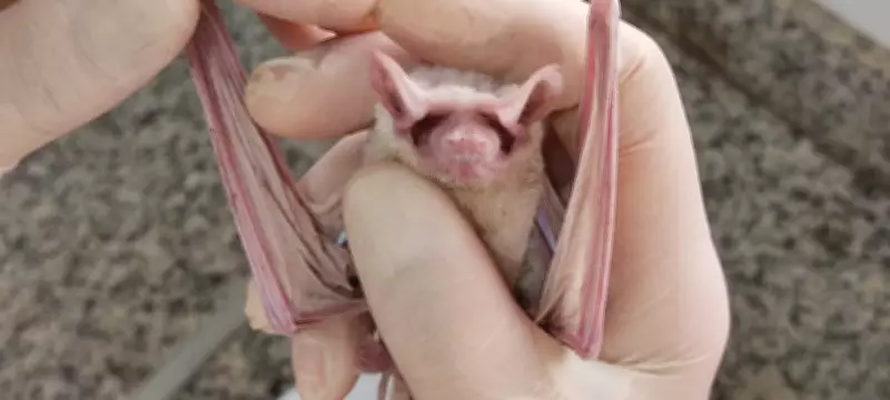 Vacinação antirrábica em Piracicaba e região ocorre apenas com agendamento devido à escassez nacional de doses