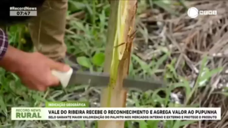 Vale do Ribeira conquista selo de indicação geográfica para palmito pupunha