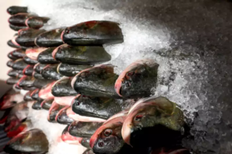 Variação de até 125% nos preços de peixes para Semana Santa na Grande João Pessoa
