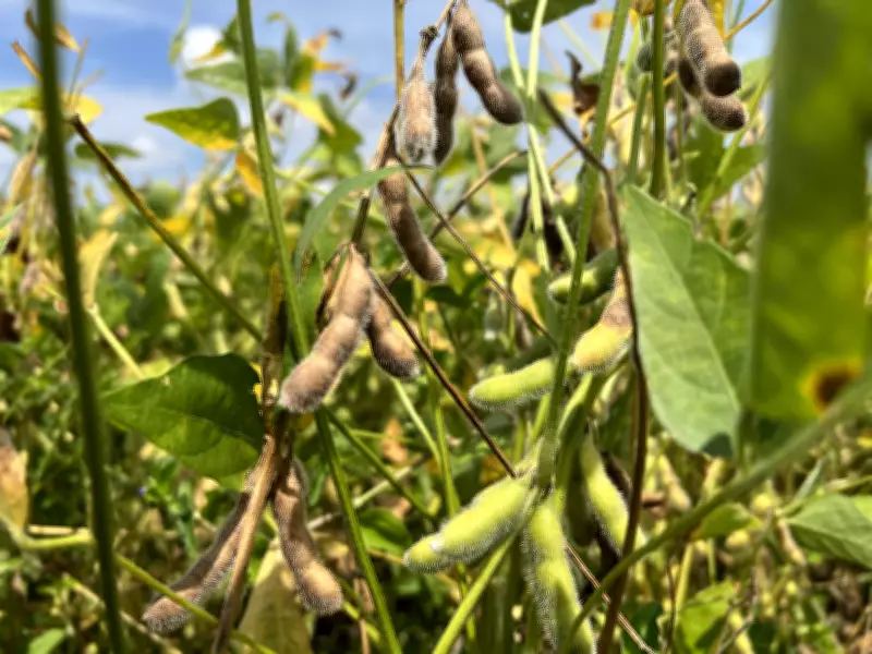 Vazio sanitário da soja em Roraima termina em março, produtores preparam nova safra