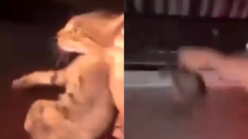 Vídeo chocante mostra gato sendo arremessado de moto no Piauí; suspeitos identificados