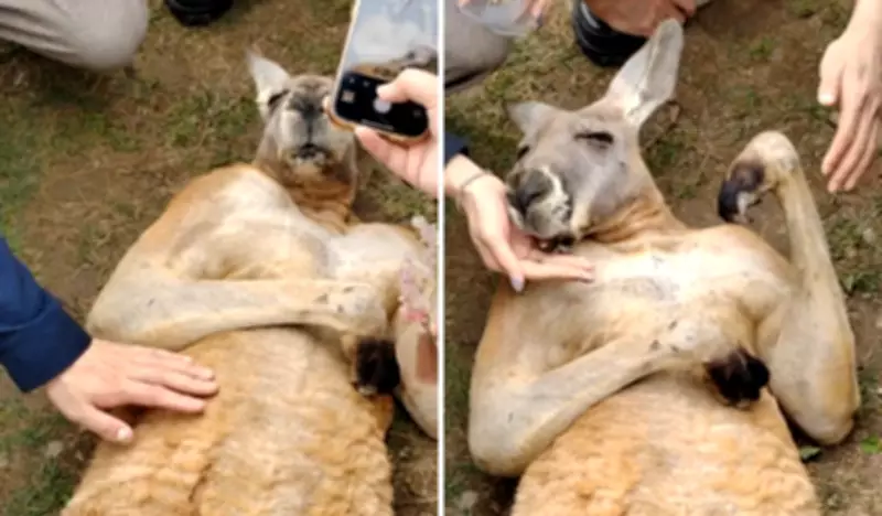 Vídeo de canguru recebendo carinho em zoológico chinês é real, confirmam especialistas