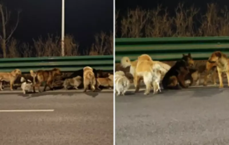 Vídeo de sete cachorros na China viraliza com teorias de sequestro e IA