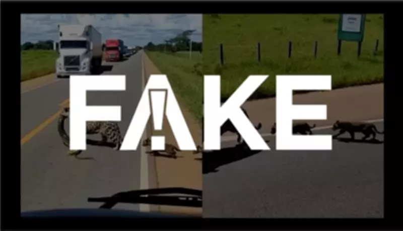 Vídeo viral de onça com filhotes em rodovia de MT é falso e gerado por IA