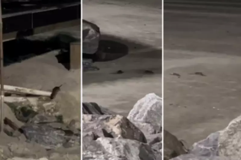 Vídeo viraliza ao mostrar infestação de ratos na faixa de areia de praia em Mongaguá, SP