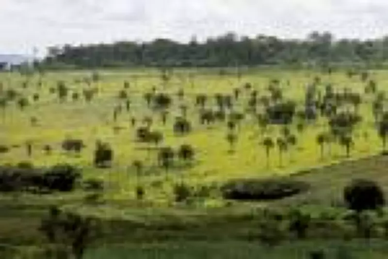 Veredas do Cerrado armazenam seis vezes mais carbono que a Amazônia, revela estudo