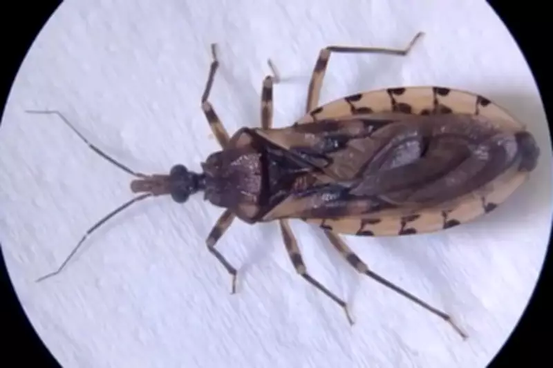 Vigilância em Saúde investiga surto de Doença de Chagas no Amapá ligado ao açaí
