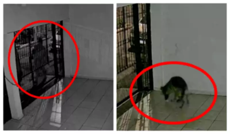 Vizinho é suspeito de envenenar e matar cachorro com 'chumbinho' na Zona Norte de SP