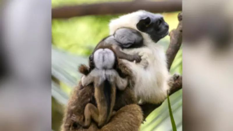 Zoológico de São Paulo comemora nascimento de filhotes de sauim-de-coleira, espécie ameaçada