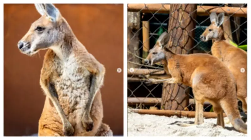 Zoológico de São Paulo recebe quatro cangurus-vermelhos em aniversário de 68 anos