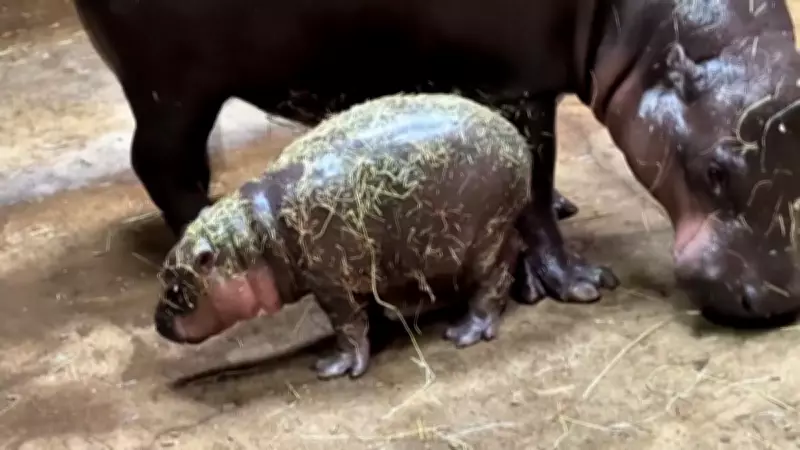Zoológico na Polônia celebra nascimento raro de filhote de hipopótamo-pigmeu