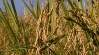 Alto custo e margem negativa limitam liquidez do arroz no Rio Grande do Sul
