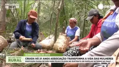 Associação de quebradeiras de coco babaçu transforma vidas de mulheres no Piauí há 21 anos