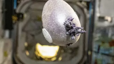 Astronauta da NASA revela 'Spudnik-1': batata com brotos roxos vira sensação no espaço