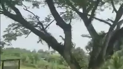 Avião militar colombiano cai após decolagem: 66 mortos e dezenas feridos em tragédia