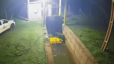 Bombeiro detalha resgate de onça-pintada presa em usina hidrelétrica de Mato Grosso