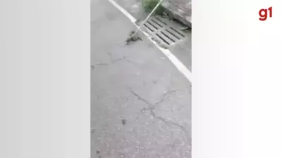 Bombeiros capturam cascavel em área urbana de Timóteo após alerta de moradores