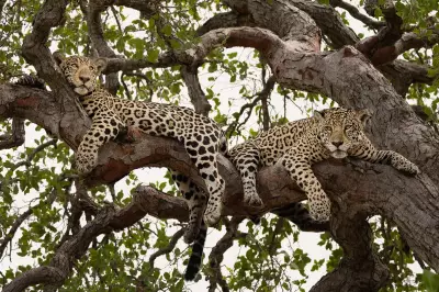 Brasil assume presidência global de conservação de espécies migratórias em conferência no Pantanal