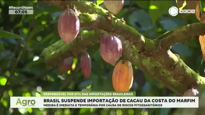 Brasil suspende importação de cacau da Costa do Marfim por riscos fitossanitários