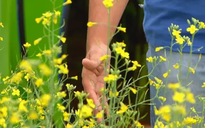 Carinata, planta da família da canola, surge como alternativa para produção de combustível de avião no RS