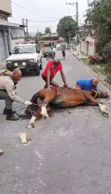 Cavalo resgatado de buraco em Barra Mansa após risco de fratura nas patas