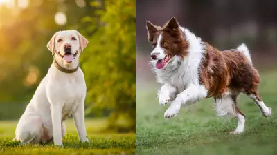 Cães aprendem nomes de objetos ao ouvir conversas humanas, revela estudo húngaro