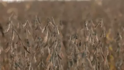 Chuvas intensas no Tocantins causam prejuízos milionários ao agronegócio e isolam comunidades