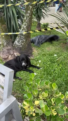 Cão comunitário é morto em Barra do Piraí; terceiro caso de maus-tratos em 10 dias