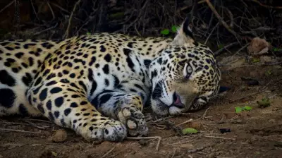 COP15: Pantanal e animais migratórios são estratégicos no combate às mudanças climáticas