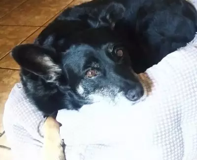 Criminosos roubam carro com cachorra idosa dentro no Parque Tanguá em Curitiba