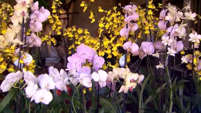 Data comemorativa impulsiona vendas de flores no Brasil, segundo Record News Rural