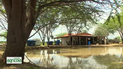 Estação Agrícola: Confira os Principais Destaques da Edição de 15 de Março de 2026