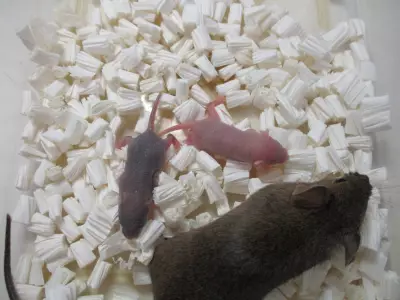 Estudo japonês revela limite biológico para clonagem repetida de mamíferos